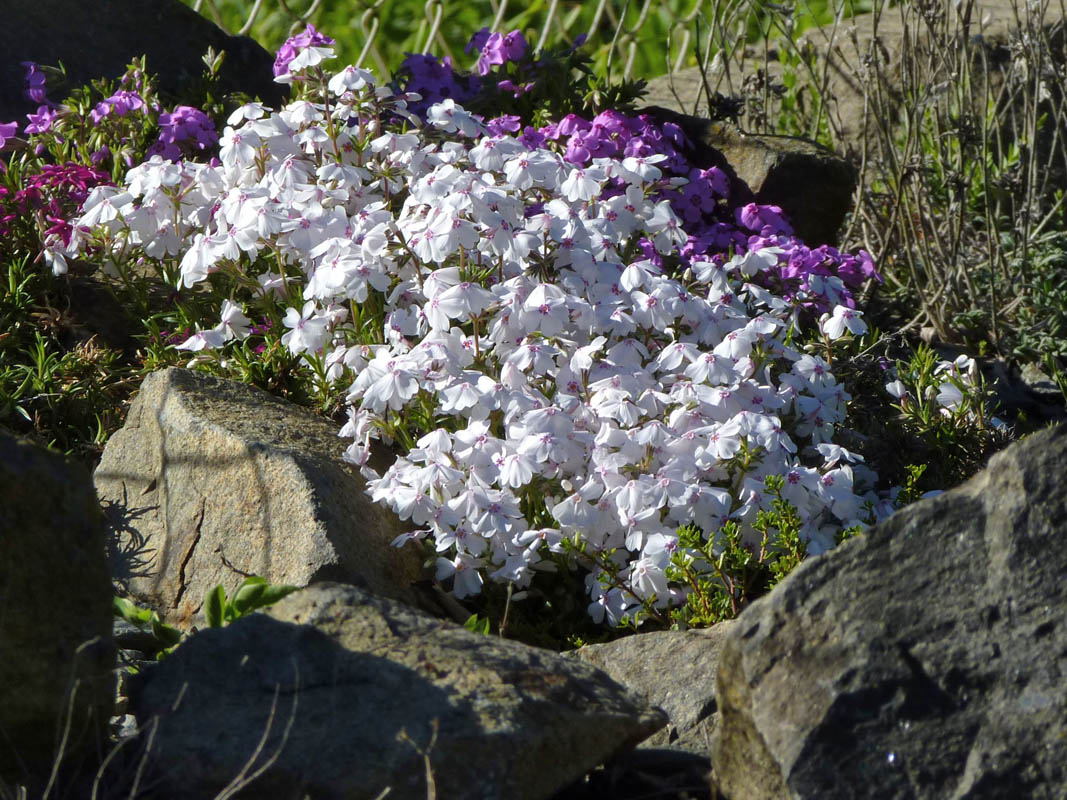 Phlox subulata 'Amazing Grace' photo